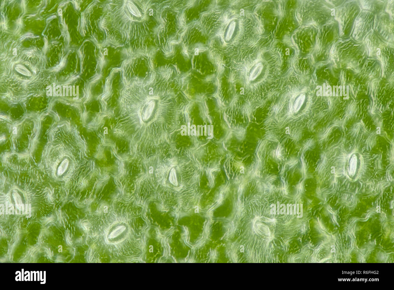 Extremer Vergrößerung - Stomatas in ein grünes Blatt Stockfoto