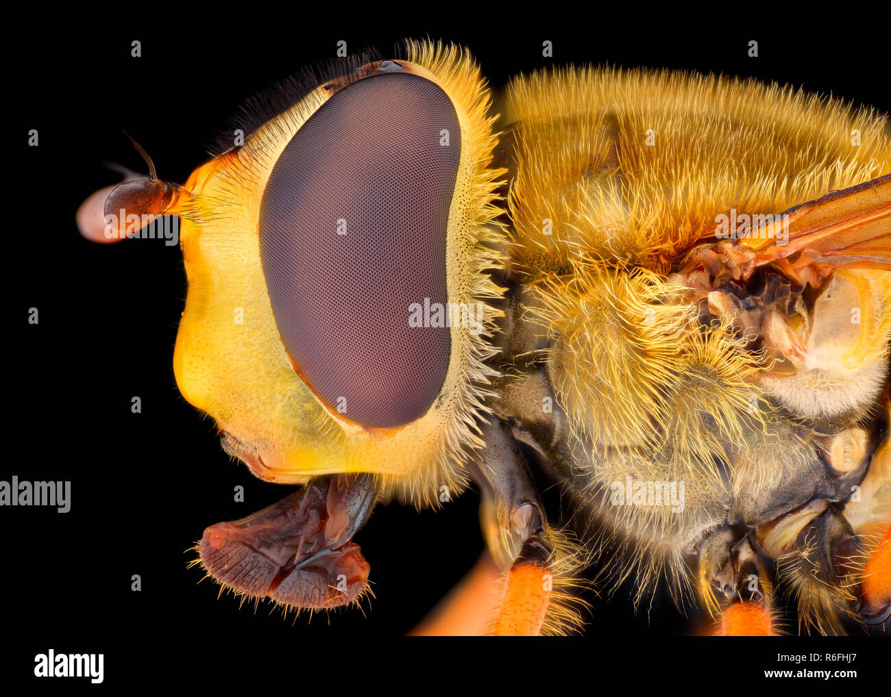 Extreme Vergrößerung - Hoverfly Stockfoto