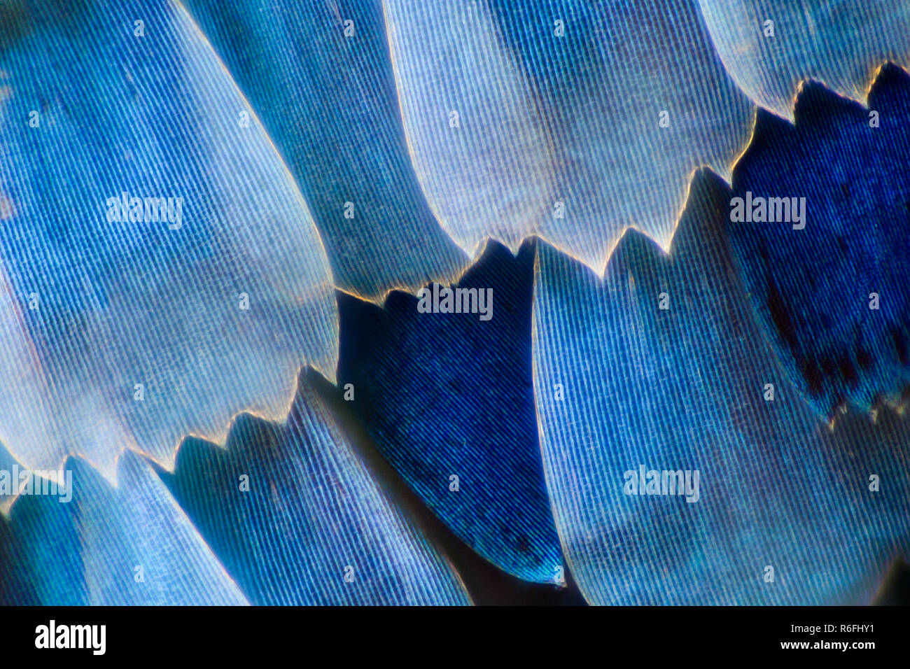 Extreme Vergrößerung - blaue Morpho (Morpho peleides) Flügel Stockfoto