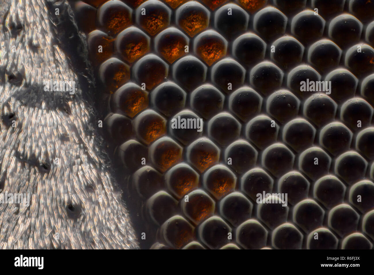 Extreme Vergrößerung-Compound eye Textur unter dem Mikroskop Stockfoto