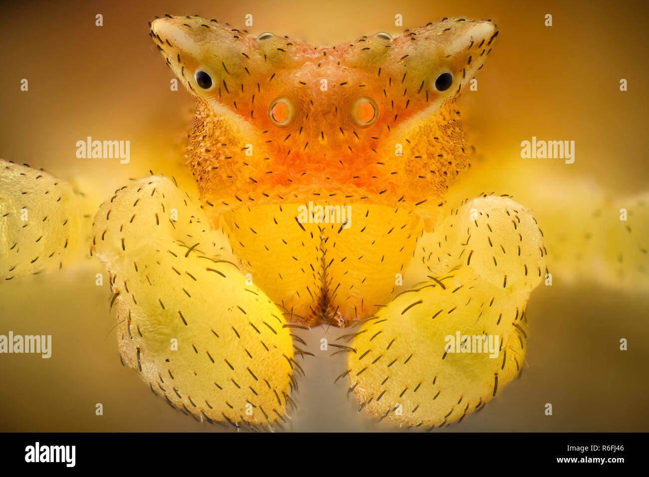 Extreme Vergrößerung - Gelb crab Spider Stockfoto