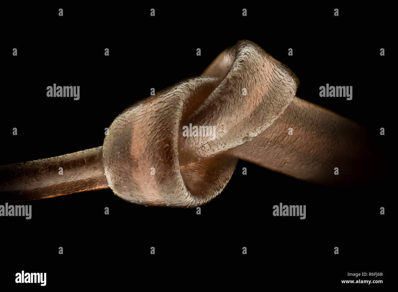 Extreme Vergrößerung - Menschliches Haar unter dem Mikroskop Stockfoto