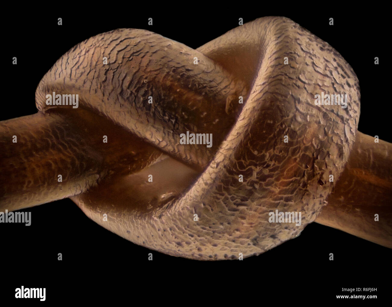 Extreme Vergrößerung - Menschliches Haar unter dem Mikroskop Stockfoto