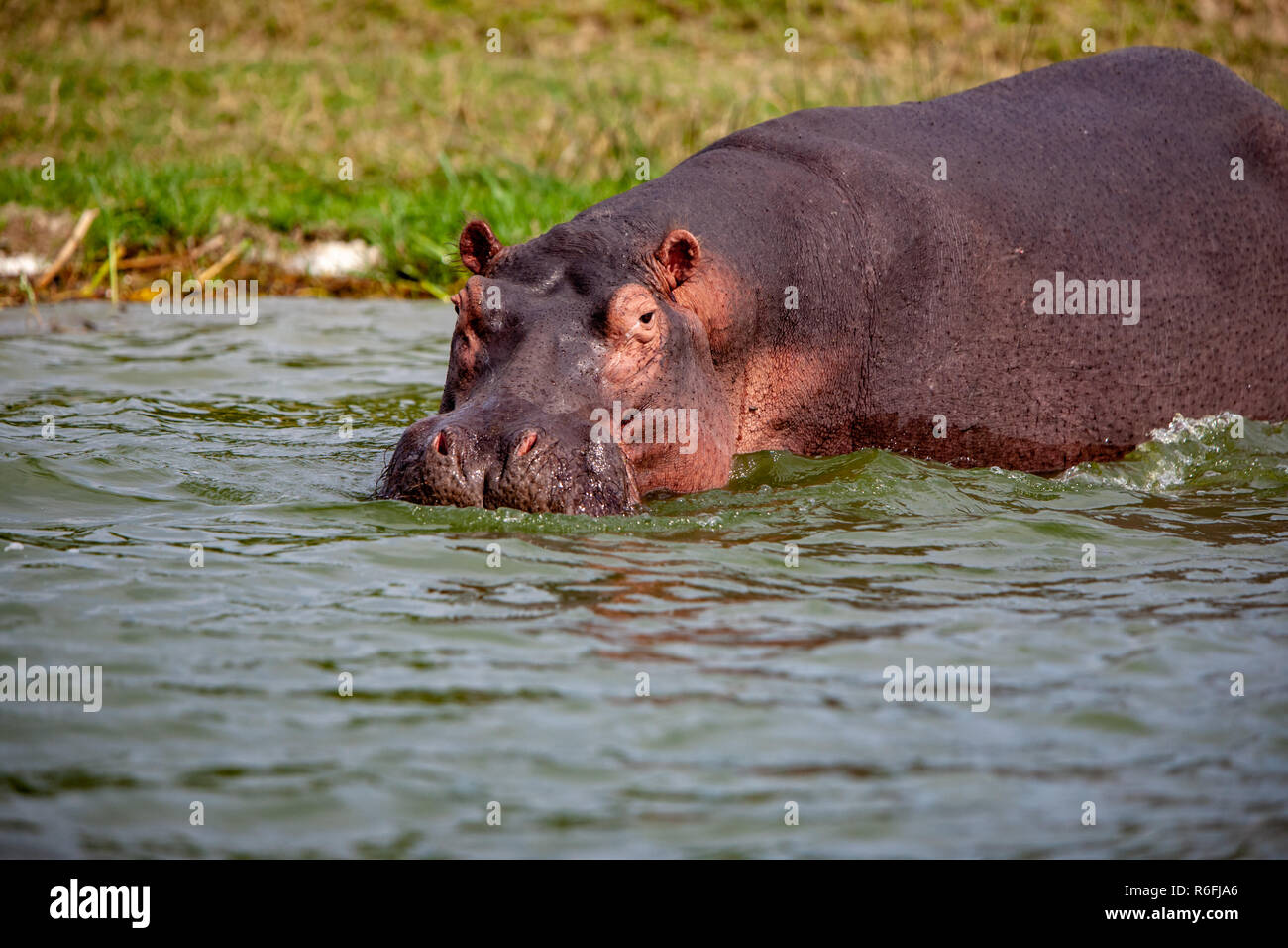 Hippo, Kazinga Kanal, Uganda Stockfoto