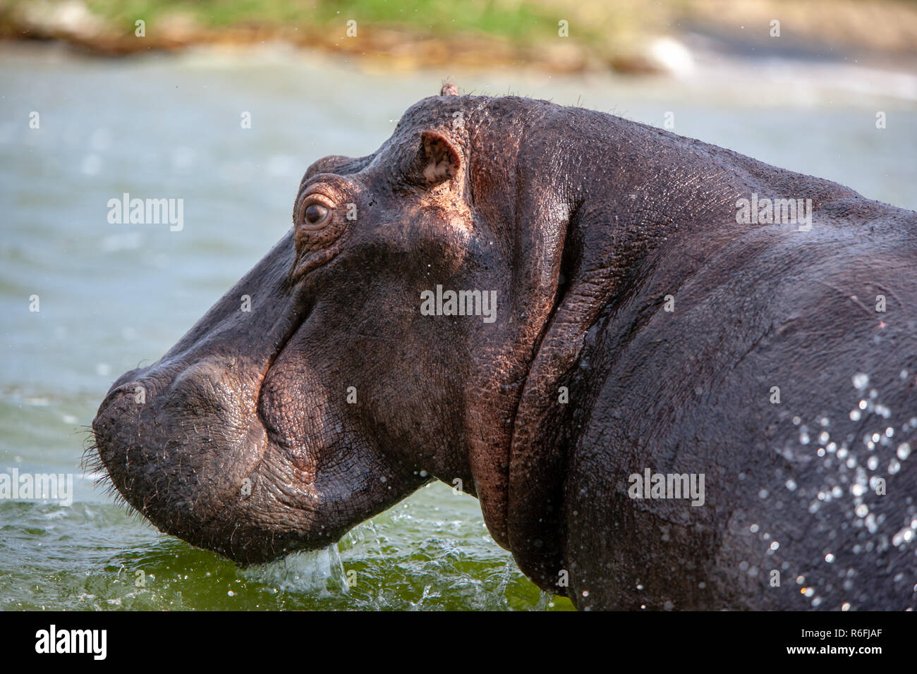 Hippo, Kazinga Kanal, Uganda Stockfoto