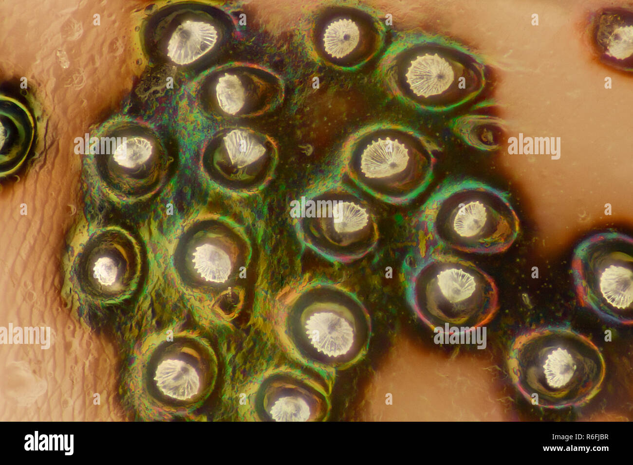 Extreme Vergrößerung - Stinken bug Details unter dem Mikroskop Stockfoto