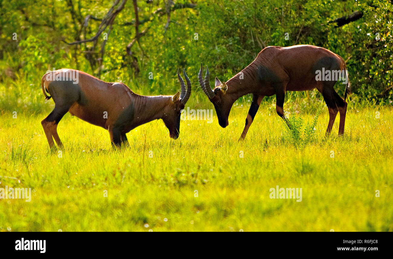 Duell Topis Stockfoto