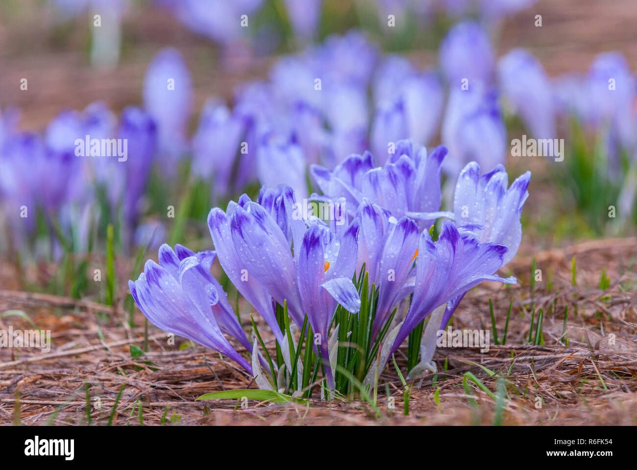 Crocus Longiflorus (krokusse oder Croci) ist eine Gattung von Blütenpflanzen in der Iris Familie, Tatrzanski Nationalpark, Polen Stockfoto