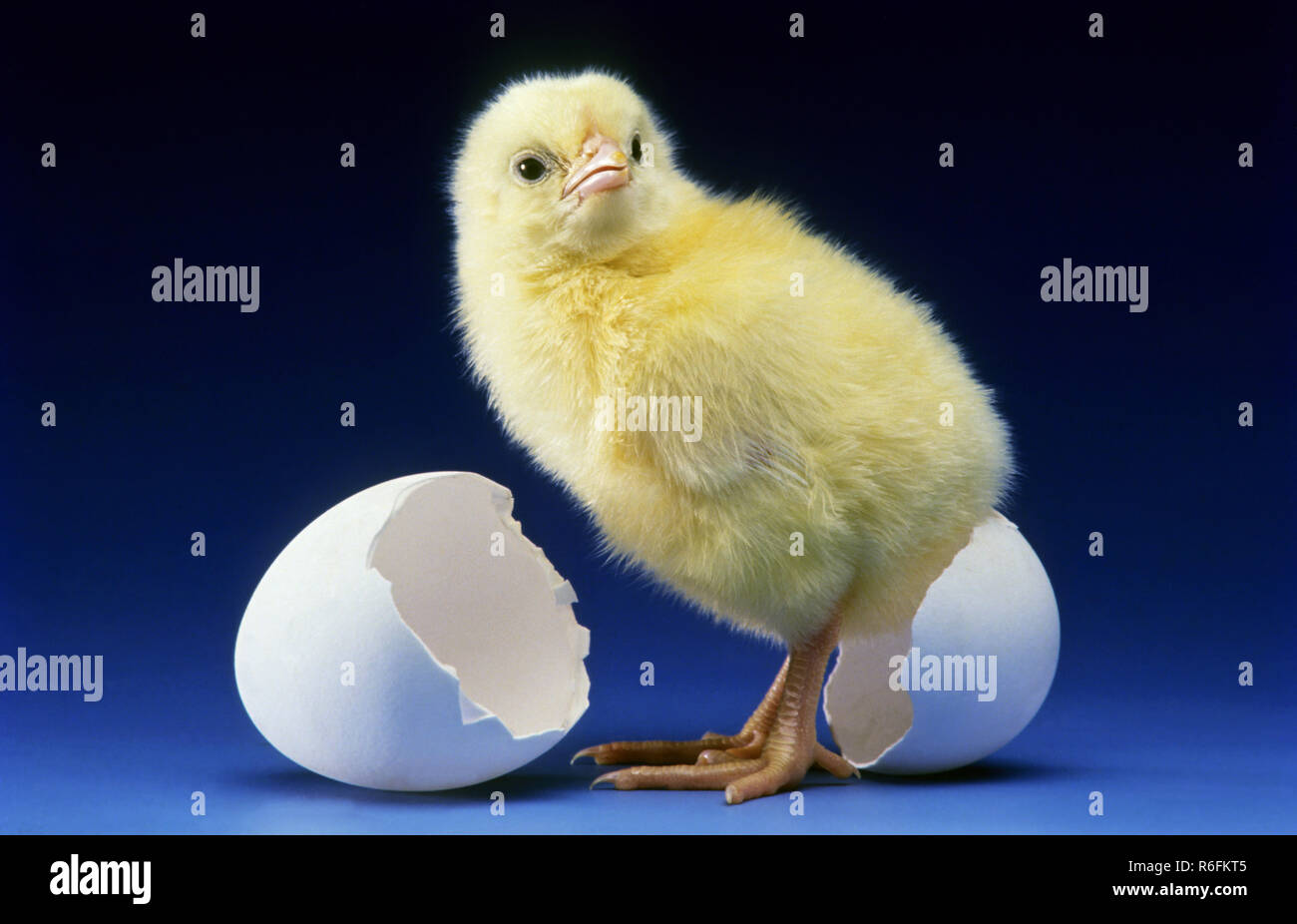 Vögel, Geflügel Tier, Küken und zerbrochene Eierschale Stockfoto