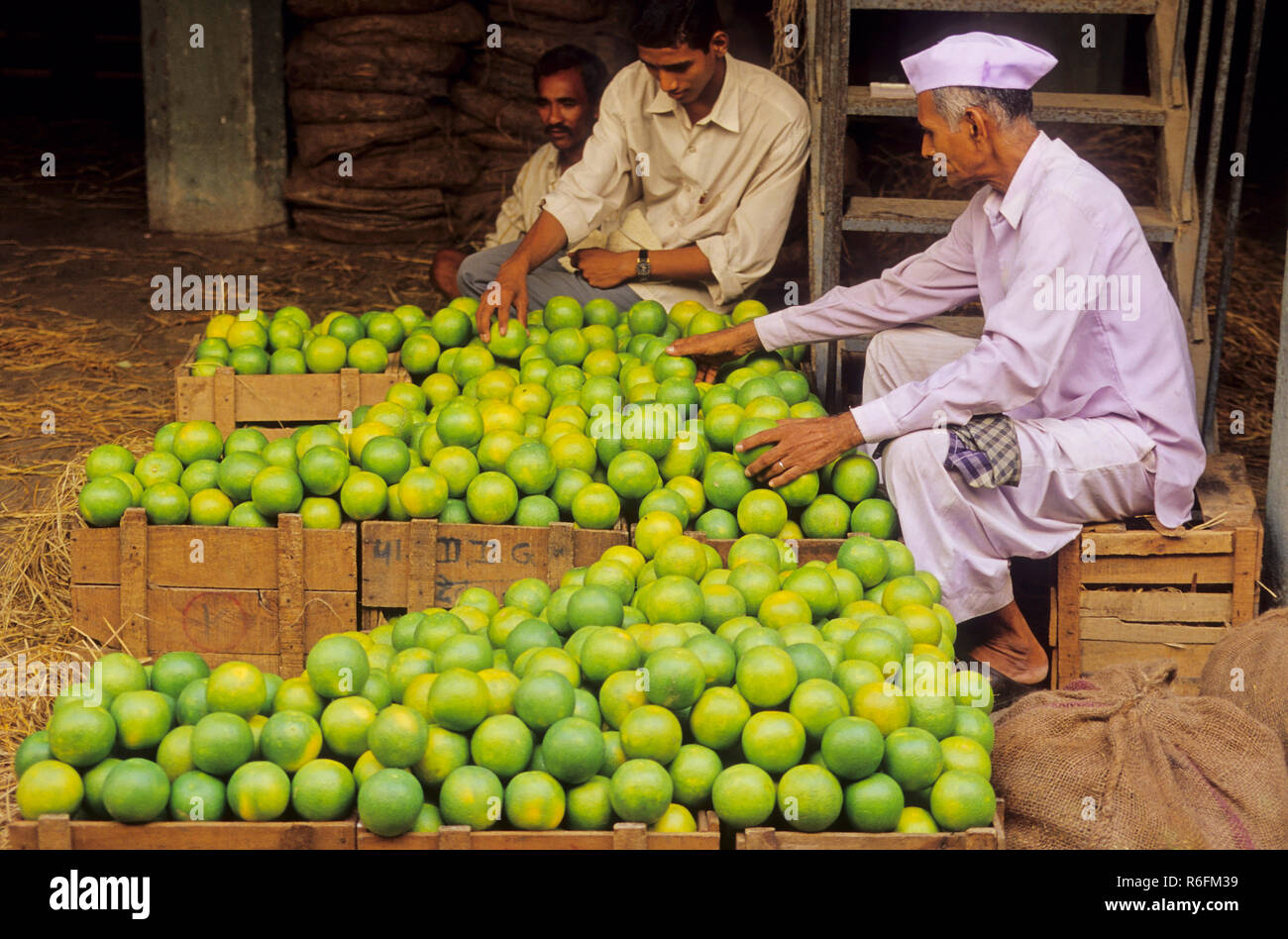 Mann verkaufen bei sweetlime vashi Großhandel Obstmarkt, Navi mumbai Bombay, Maharashtra, Indien Stockfoto
