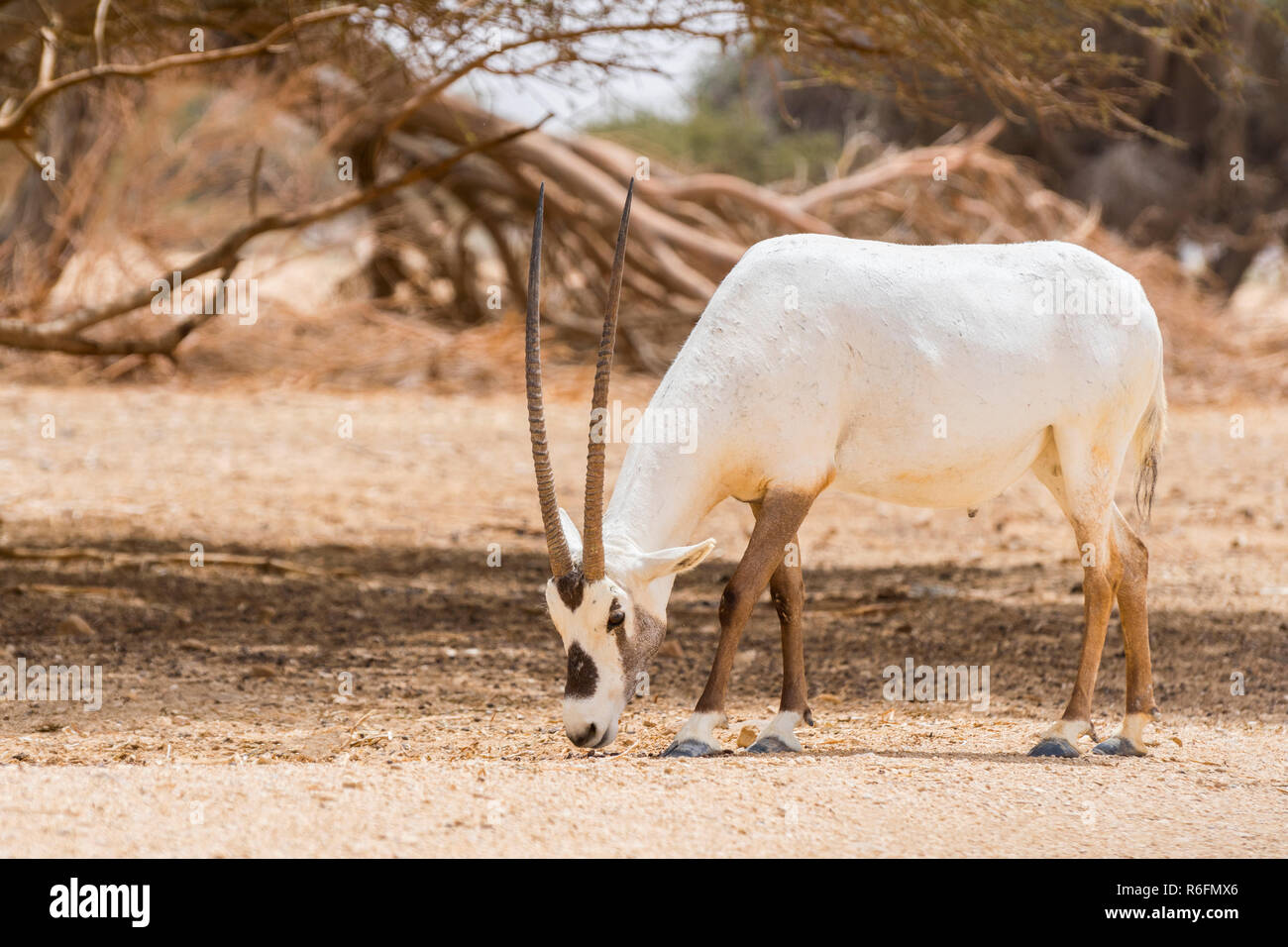 Antilopen, die Arabische Oryx oder Weiße Oryx (Oryx Leucoryx) In Yotvata Hai-Bar Naturschutzgebiet, Israel Stockfoto