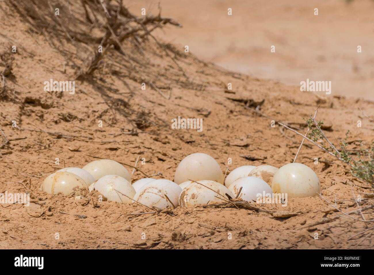 Der Nordafrikanische Strauß Eier in den Yotvata Hai-Bar Naturschutzgebiet, Israel Stockfoto