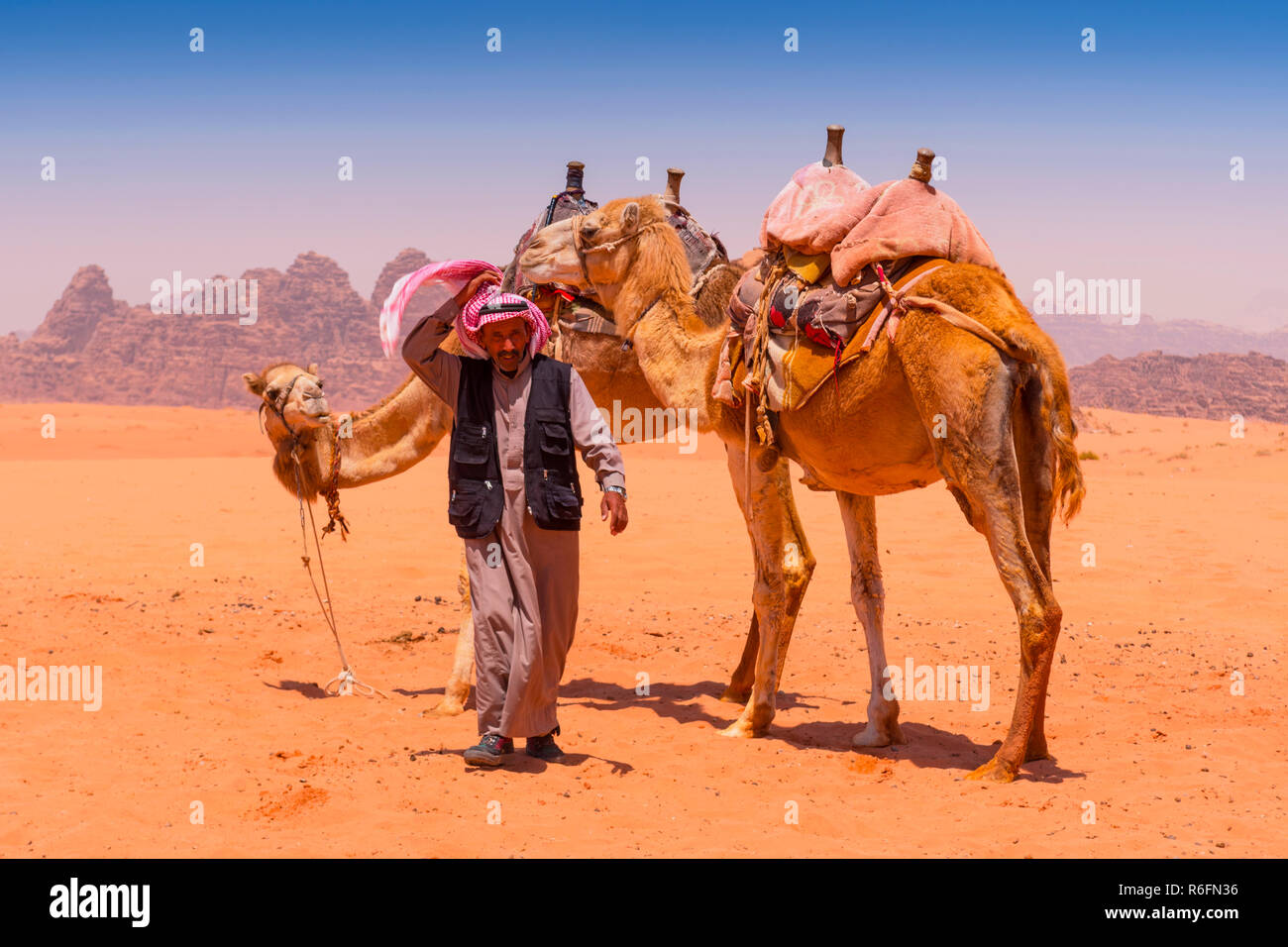 Mit Kamelen in der Wüste Wadi Rum, Jordanien, Naher Osten Bedouin Stockfoto