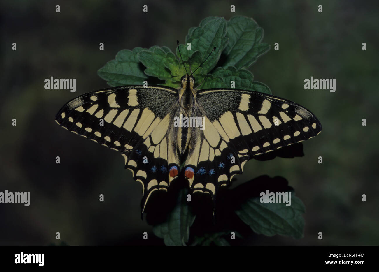 Insekten, Schmetterling (Pieris brassicae), Indien Stockfoto
