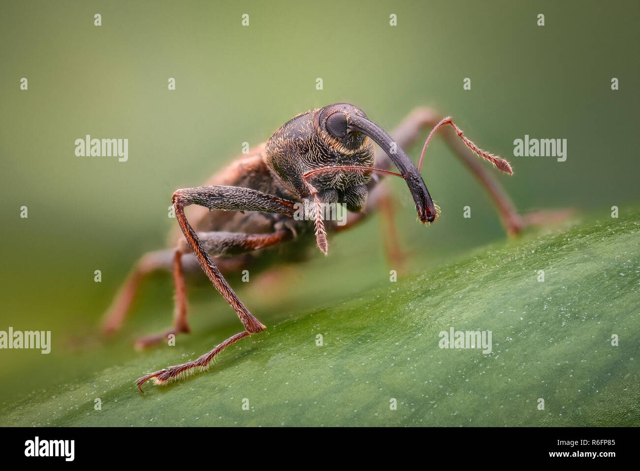 Extreme Vergrößerung - dickmaulrüssler in der Wildnis Stockfoto