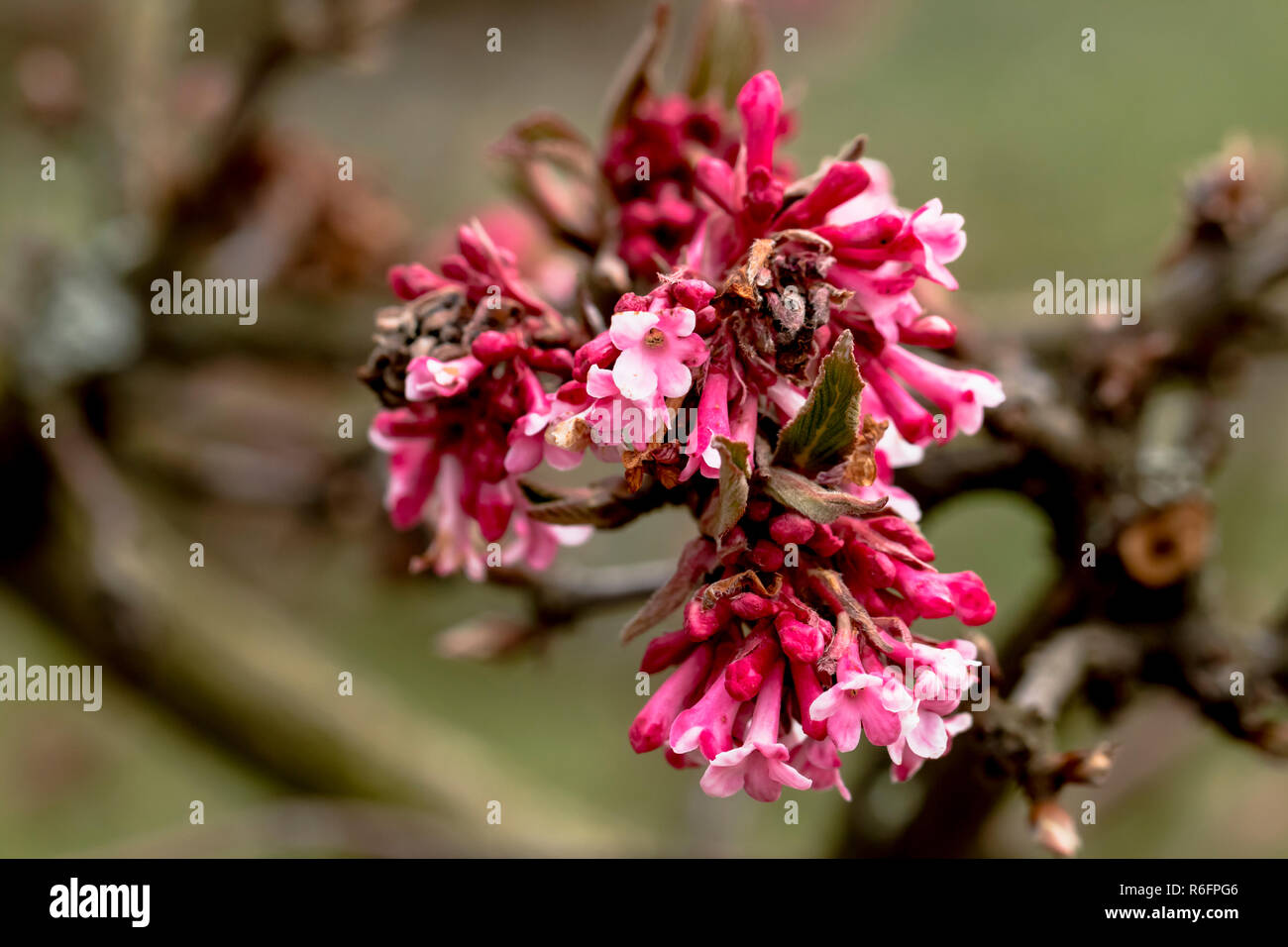 Blütenstand mit geöffneten Blüten von winter Schneeball - bodnant Viburnum viburnum Stockfoto