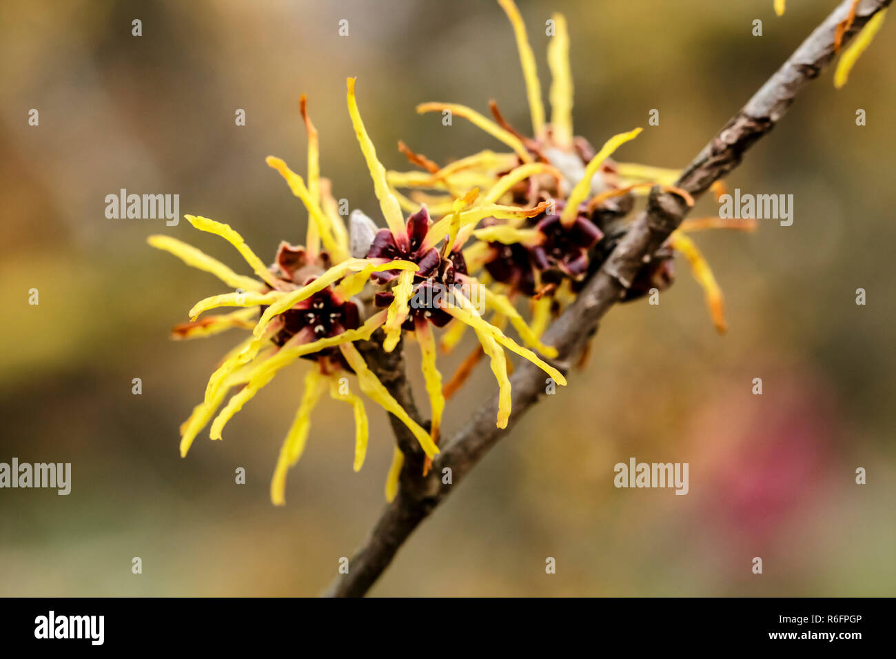 Hamamelis japonica, japanische Zaubernuss Blüte Gelb Stockfoto Hamamelis japonica, japanische Zaubernuss Blüte Gelb Stockfoto