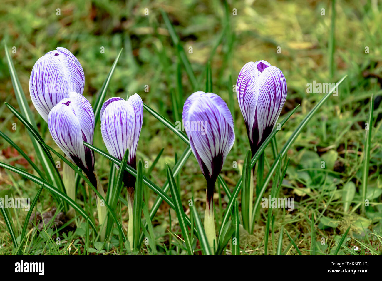 Weiß Violett gestreiften crocus Blumen in einer Frühlingswiese Stockfoto