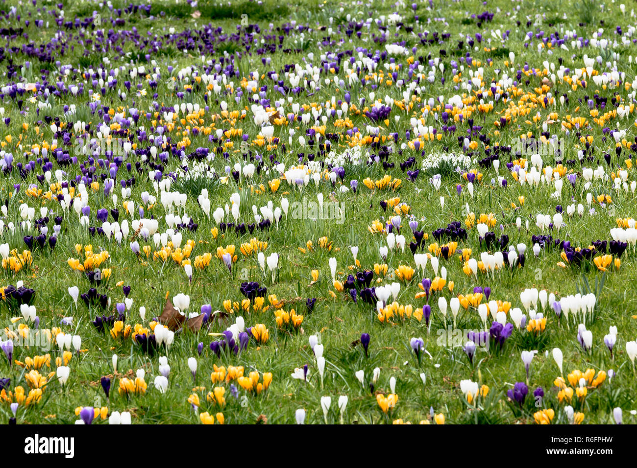 Weiße, gelbe und violette crocus Blumen in einer Frühlingswiese Stockfoto