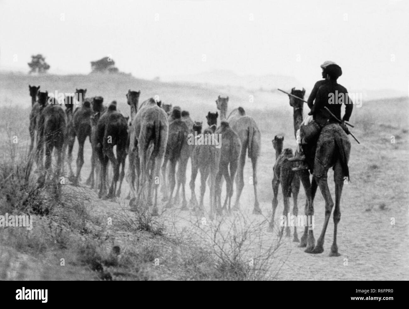 Kamelherde, Pushkar Fair, Pushkar Camel Fair, Kartik Mela, Pushkar ka Mela, Pushkar, Ajmer Bezirk, Rajasthan, Indien, alter Jahrgang 1900s Bild Stockfoto