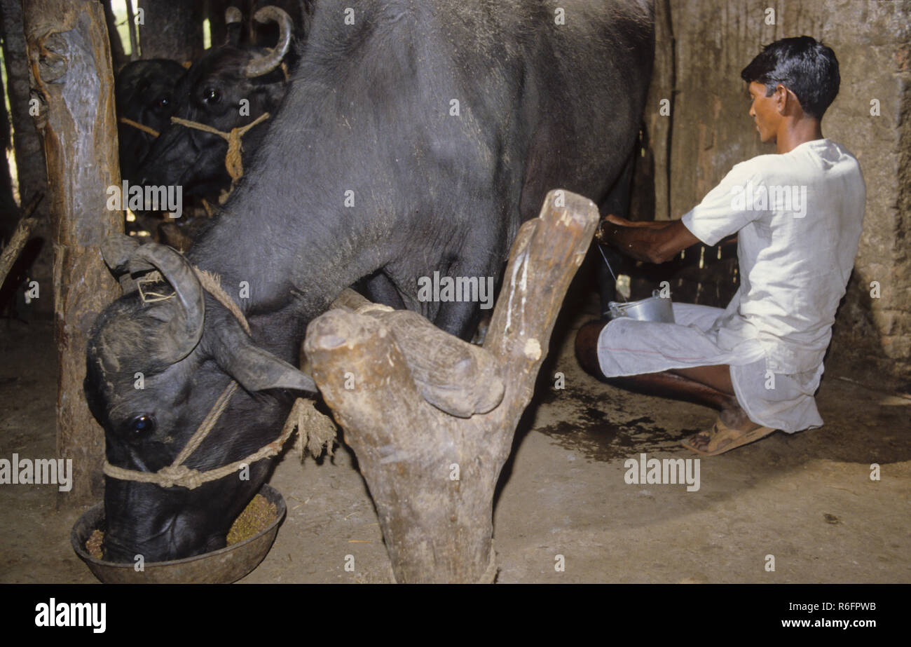 Milch Stockfoto