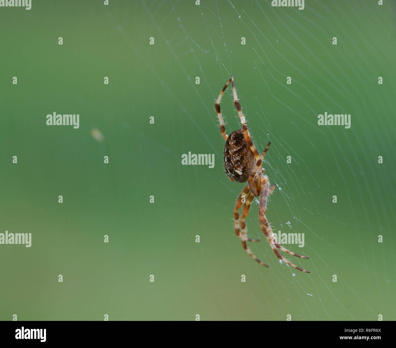 Nahaufnahme einer European Garden Spider auf seiner Web Stockfoto