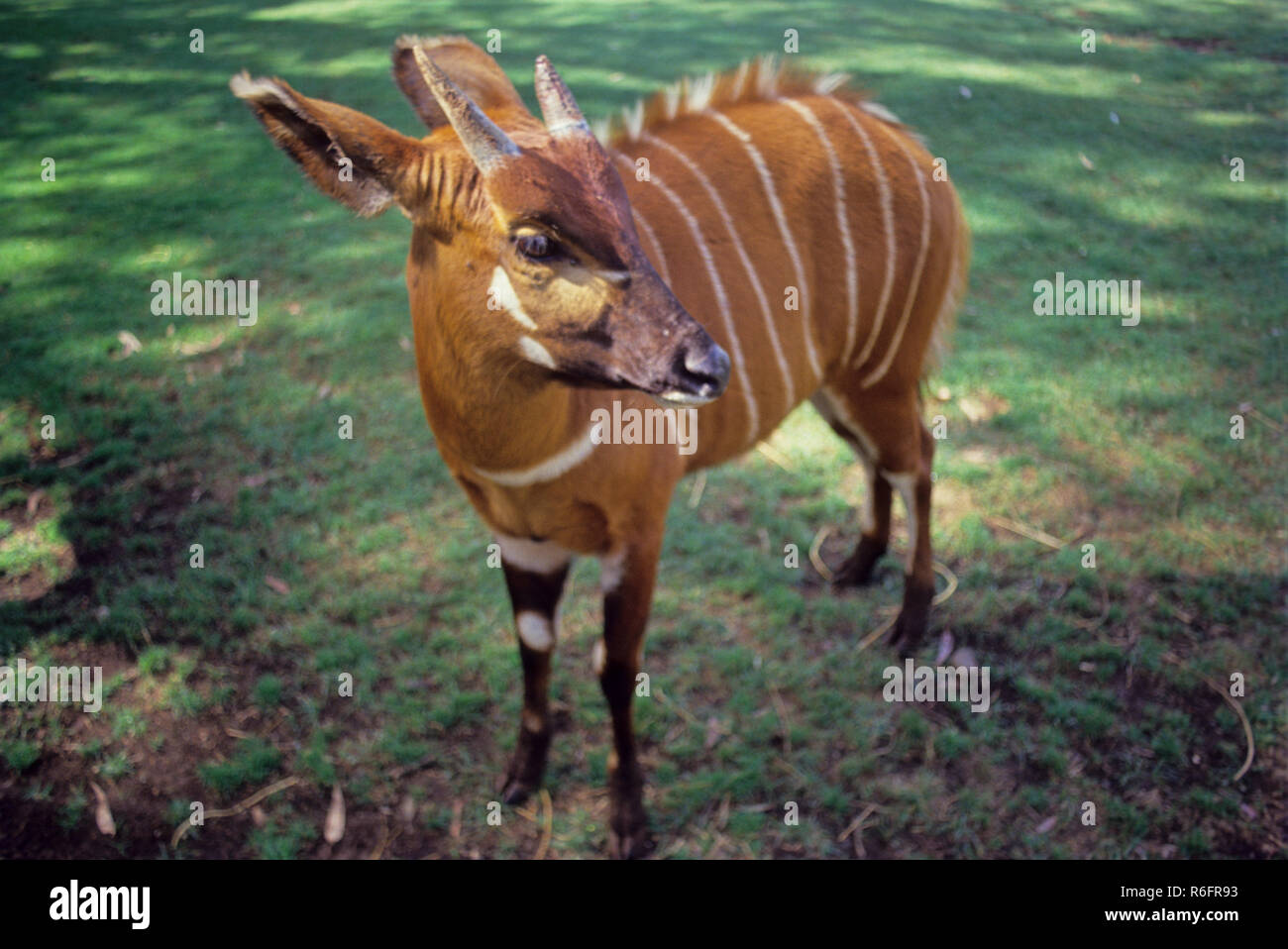 Okapi, Waldgiraffe, kongolesische Giraffe, Zebragiraffe, Artiodactyl Säugetier, gestreifte Markierung, Nairobi, Kenia, Afrika Stockfoto