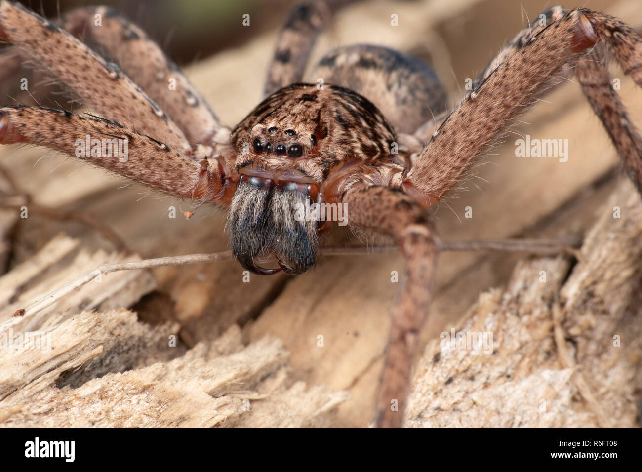 Große Australische huntsman Spider, im tropischen Norden von Queensland Regenwald fotografiert. Stockfoto