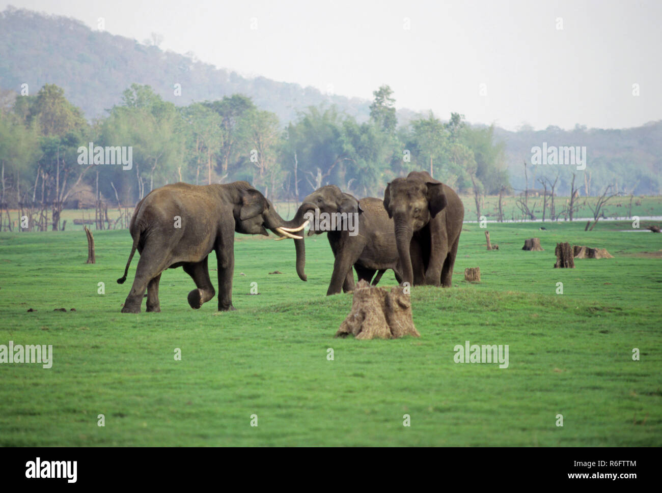 Elefant Tuskers kämpfen (Elephas maxima), kabini Nationalpark, Karnataka, Indien Stockfoto