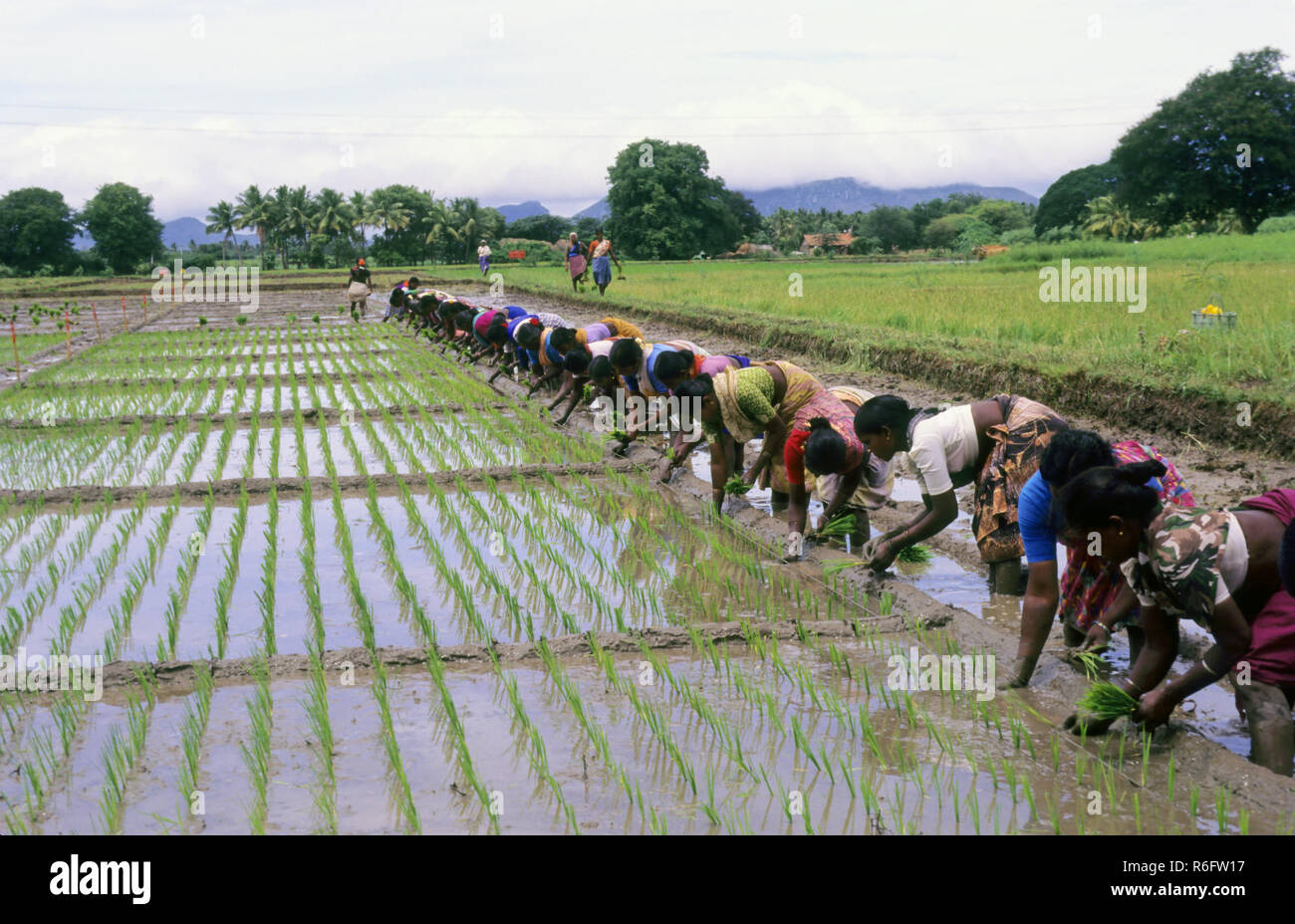 Frauen Umpflanzen Pflanzen in Feld, Indien Stockfoto