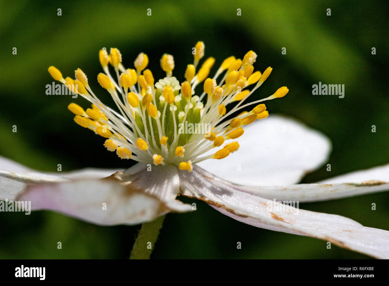 Close-up Detail einer einzigen Buschwindröschen Blüte (Anemone officinalis) mit Fading Blütenblätter, Fluss Torridge, Great Torrington, Devon, Großbritannien. Stockfoto