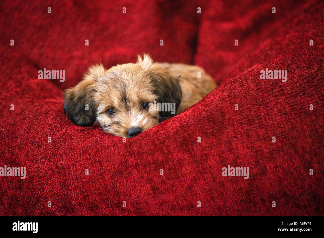 Neugierigen Hund Gehorsam Festlegung in großen roten Bean Bag. Kleine, schöne, liebenswerte, flauschige, süße braune Welpen allein zu Hause. Konzept der Entdeckung der w Stockfoto