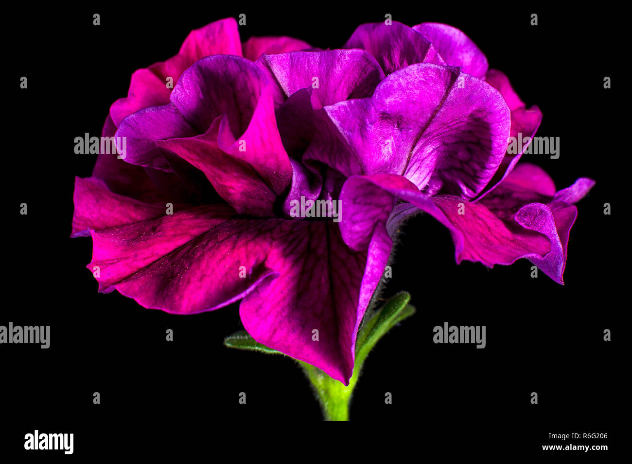 Purple petunia Vielfalt Stockfoto