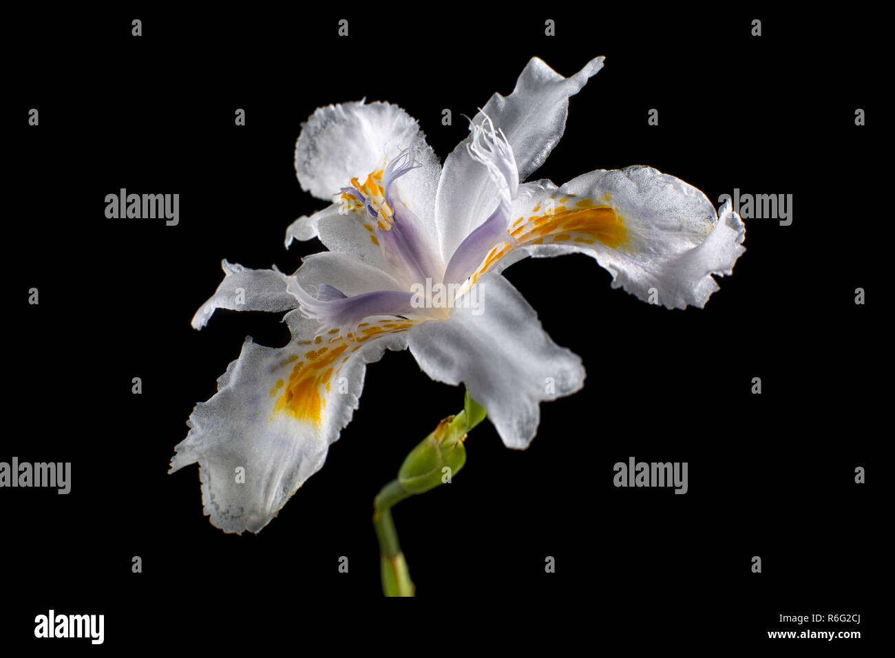 Iris Blume Nahaufnahme Stockfoto