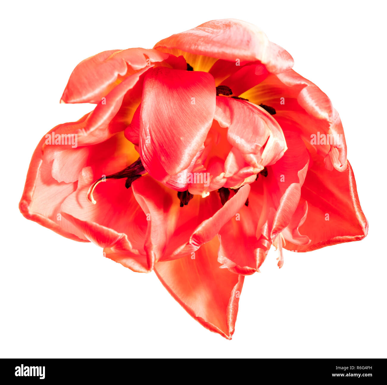 Gefüllte rote Tulpen Stockfoto