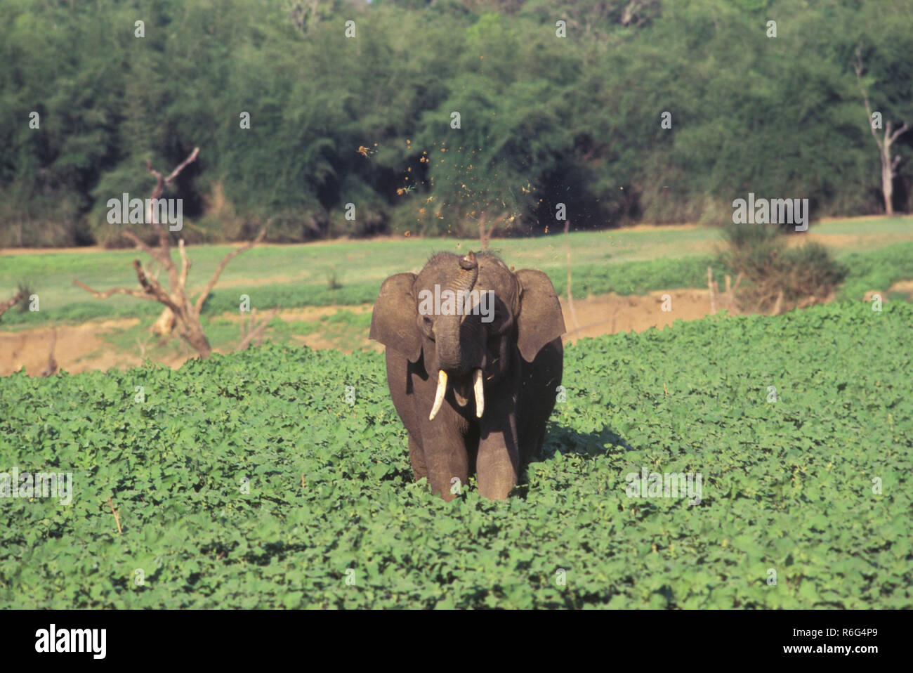 Elefant in Kabini Nationalpark, Indien Stockfoto