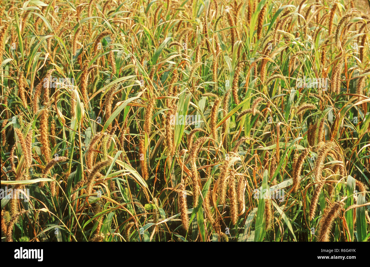 Foxtail Hirse Felder Stockfoto