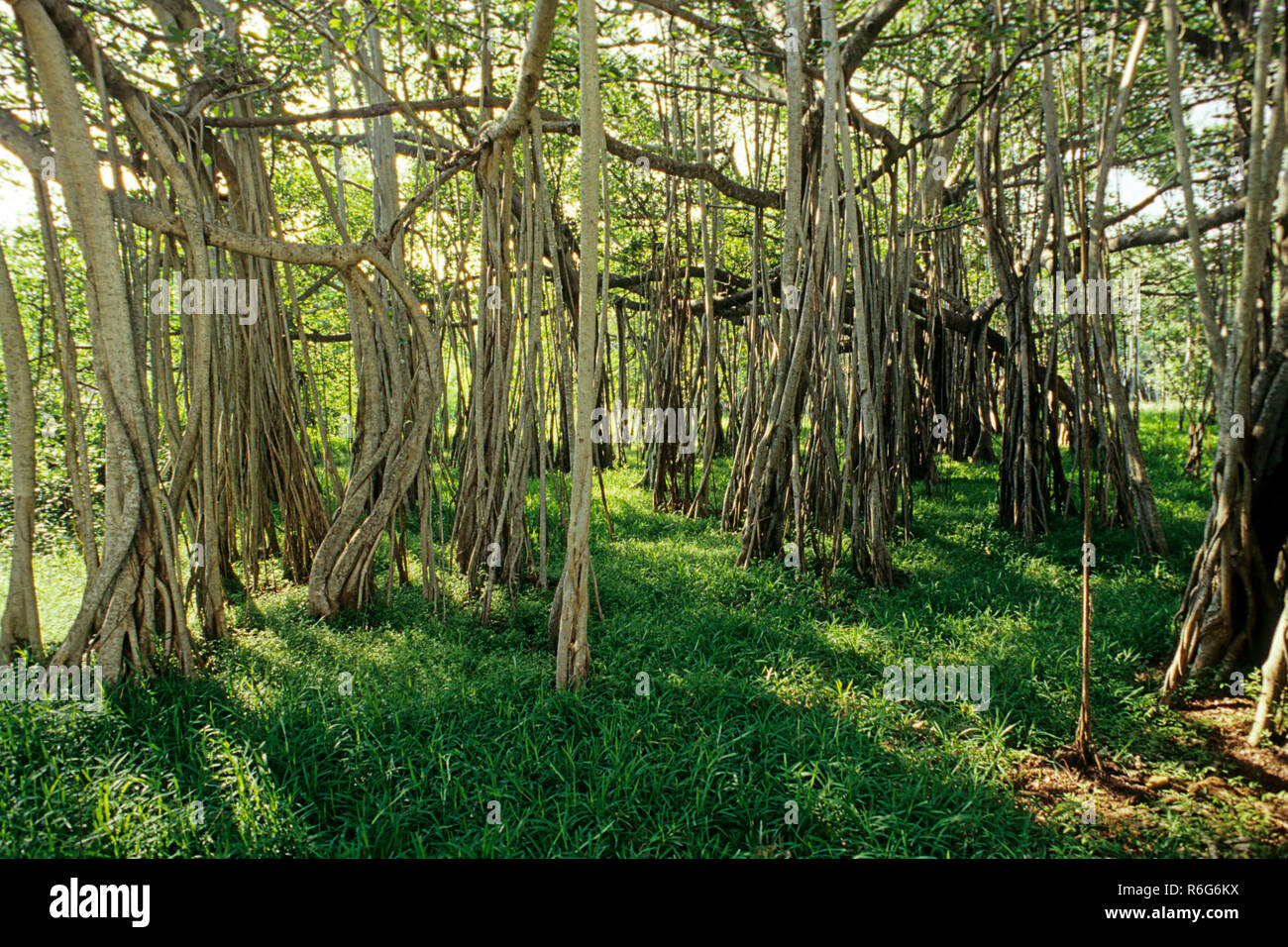 Eine riesige Banyan Bäume, Theosophische Gesellschaft, Madras, Indien Stockfoto