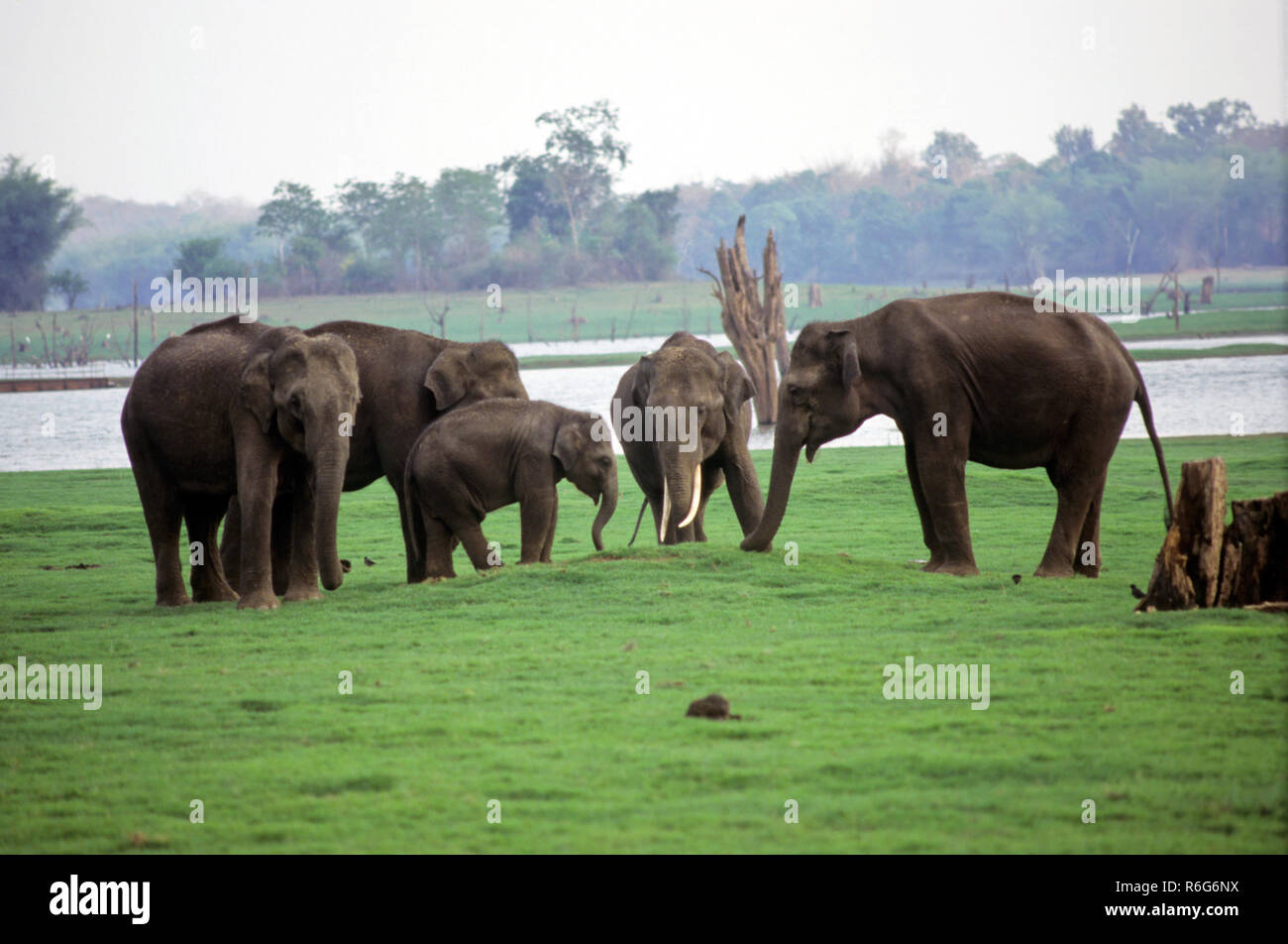 Elefanten, Cairo, Karnataka, Indien Stockfoto