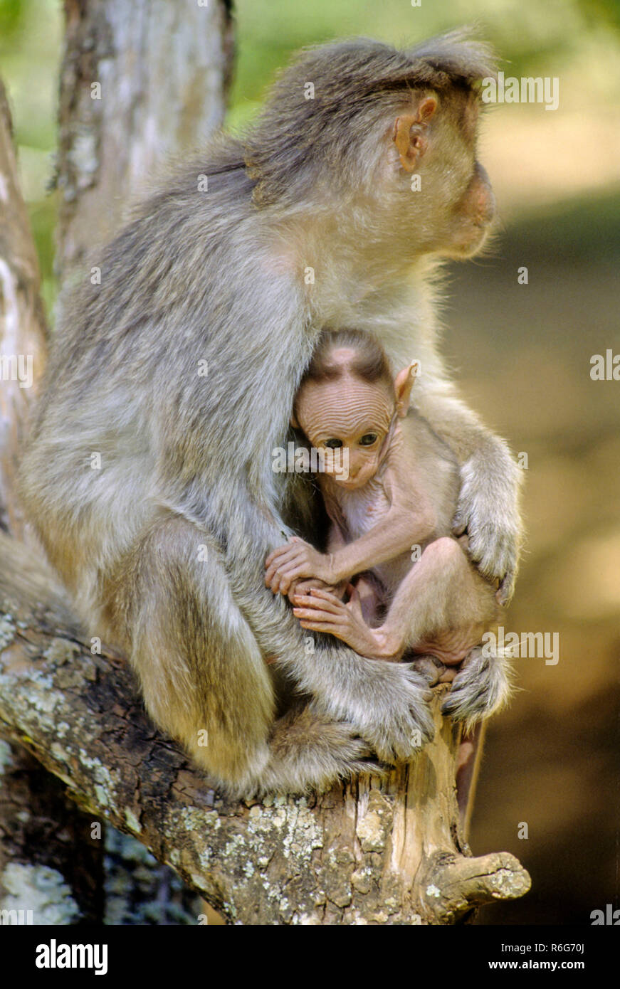 Motorhaube Makaken (Macaca radiata), Mutter und Junges, saugen Stockfoto