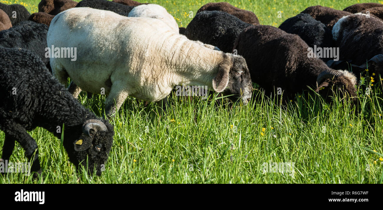 Welsh Mountain Schafe Braun Schwarz mit Hörnern auf Feld in Bayern Stockfoto