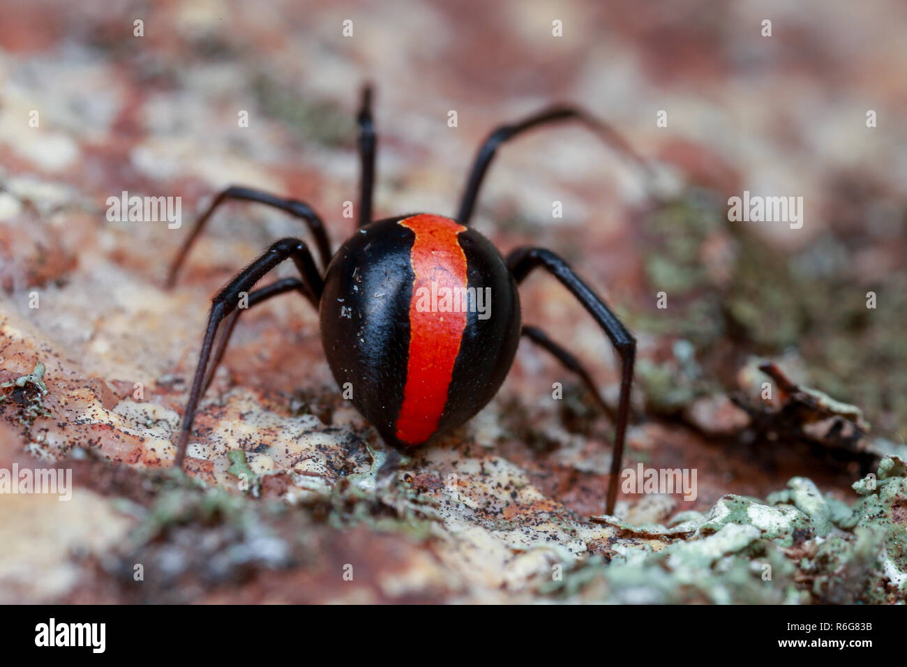 Australian red back Spider von hinten mit roten Streifen Stockfoto