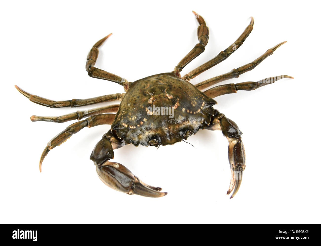 Krabbe. Schwarzes Meer Krebstiere, isoliert auf weißem Stockfoto
