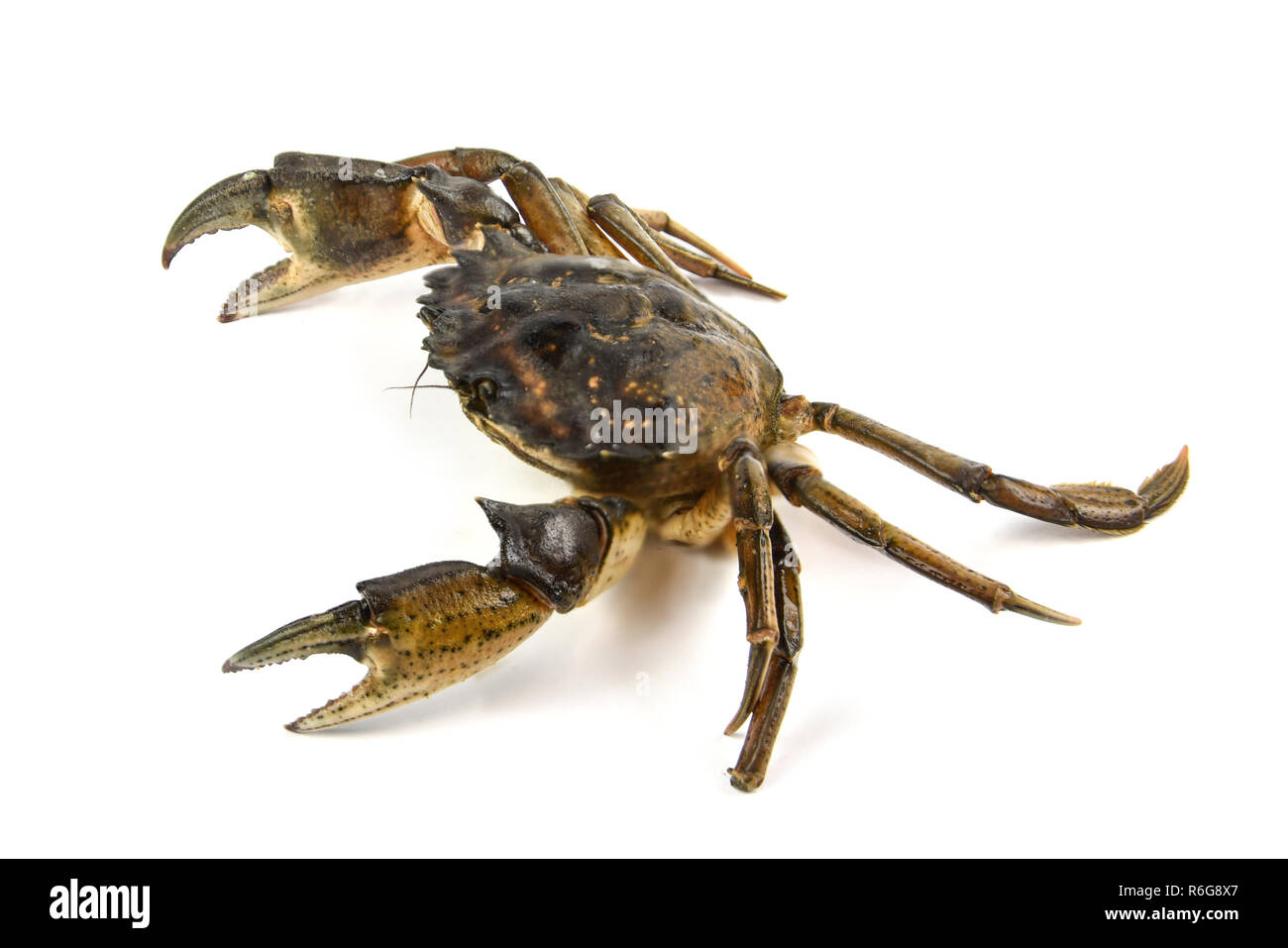 Krabbe. Schwarzes Meer Krebstiere, isoliert auf weißem Stockfoto