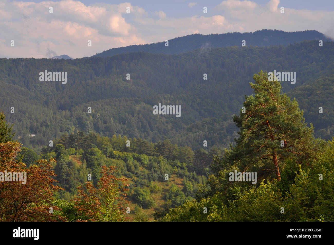 Karpaten Blick mit grünen Bäumen, Stockfoto