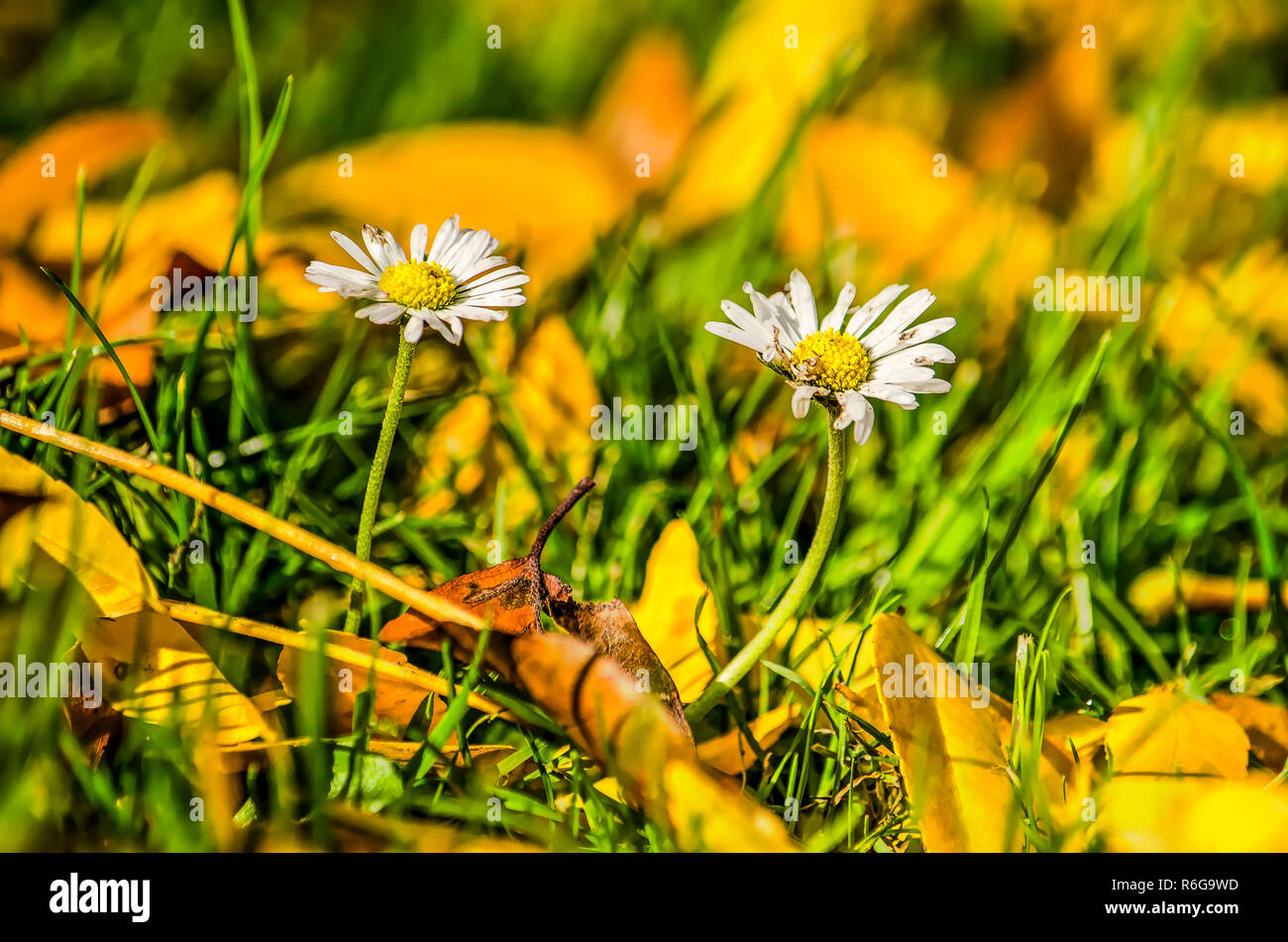 In der Nähe von zwei Gänseblümchen wachsen wie Frühling auf einem Rasen voller Laub im Herbst Stockfoto