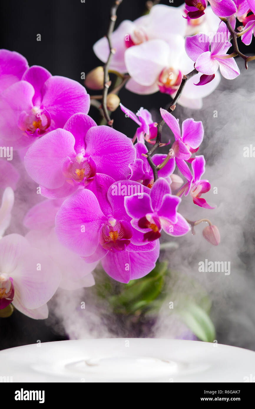 Wasserdampf aus Luftbefeuchter und Orchideenblüten auf dem Hintergrund  Stockfotografie - Alamy