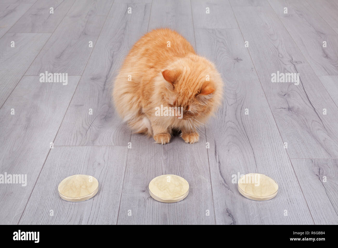 Red cat wählen trockenhefe von Petri cup extrahieren Stockfoto