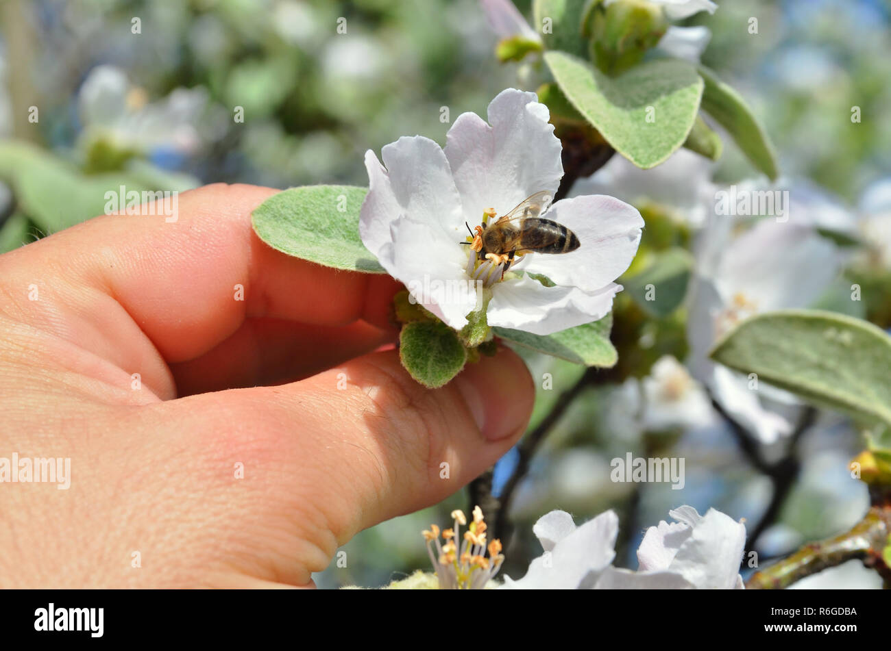 Die männlichen Hand hält eine Apple Blossom mit einer Biene Stockfoto