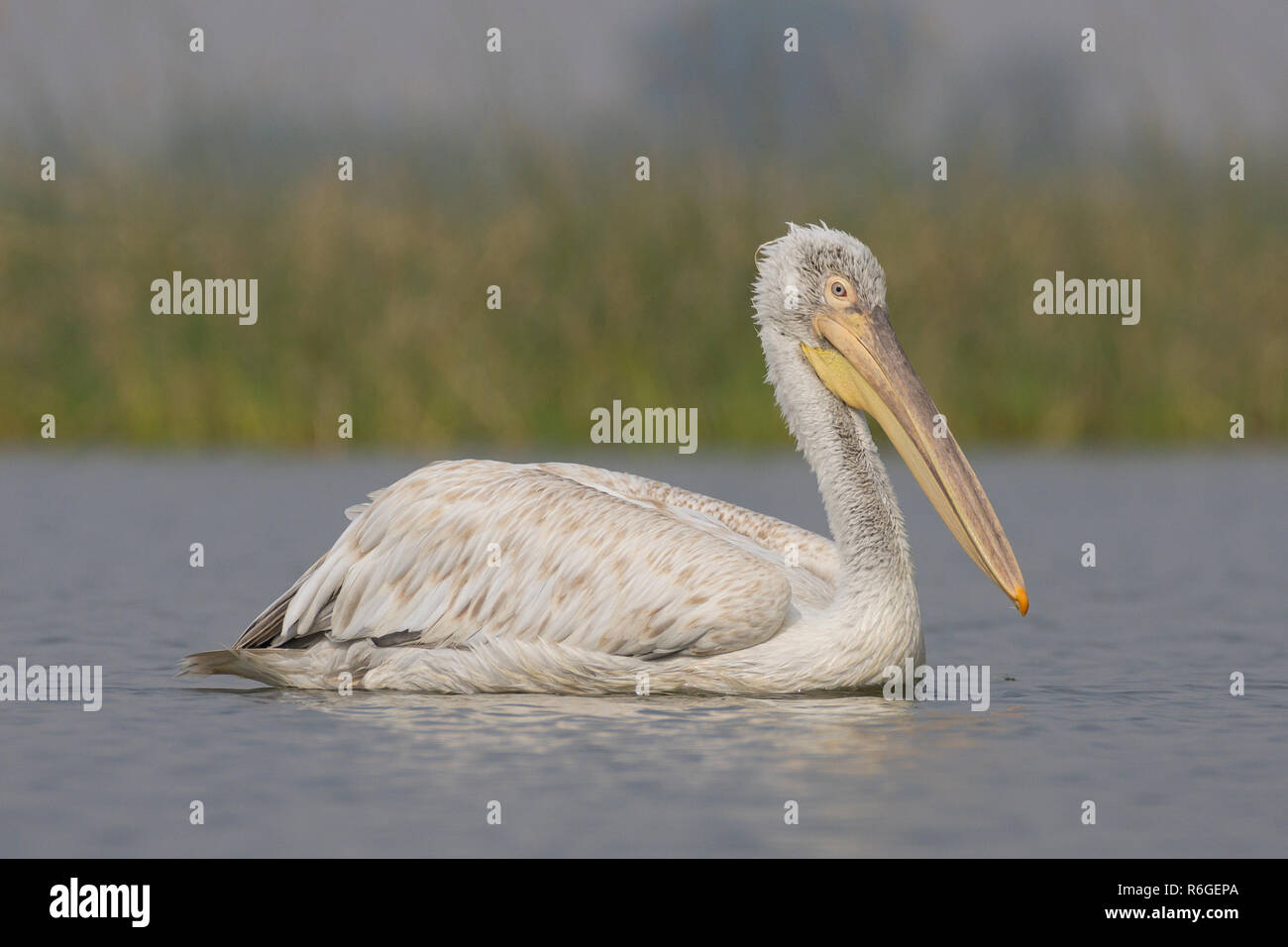 Krauskopfpelikan (Pelecanus Crispus) Stockfoto